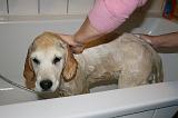 BAIN - GOLDEN RETRIEVER 059